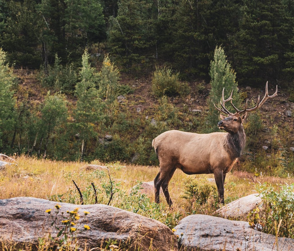 scenic wildlife tour