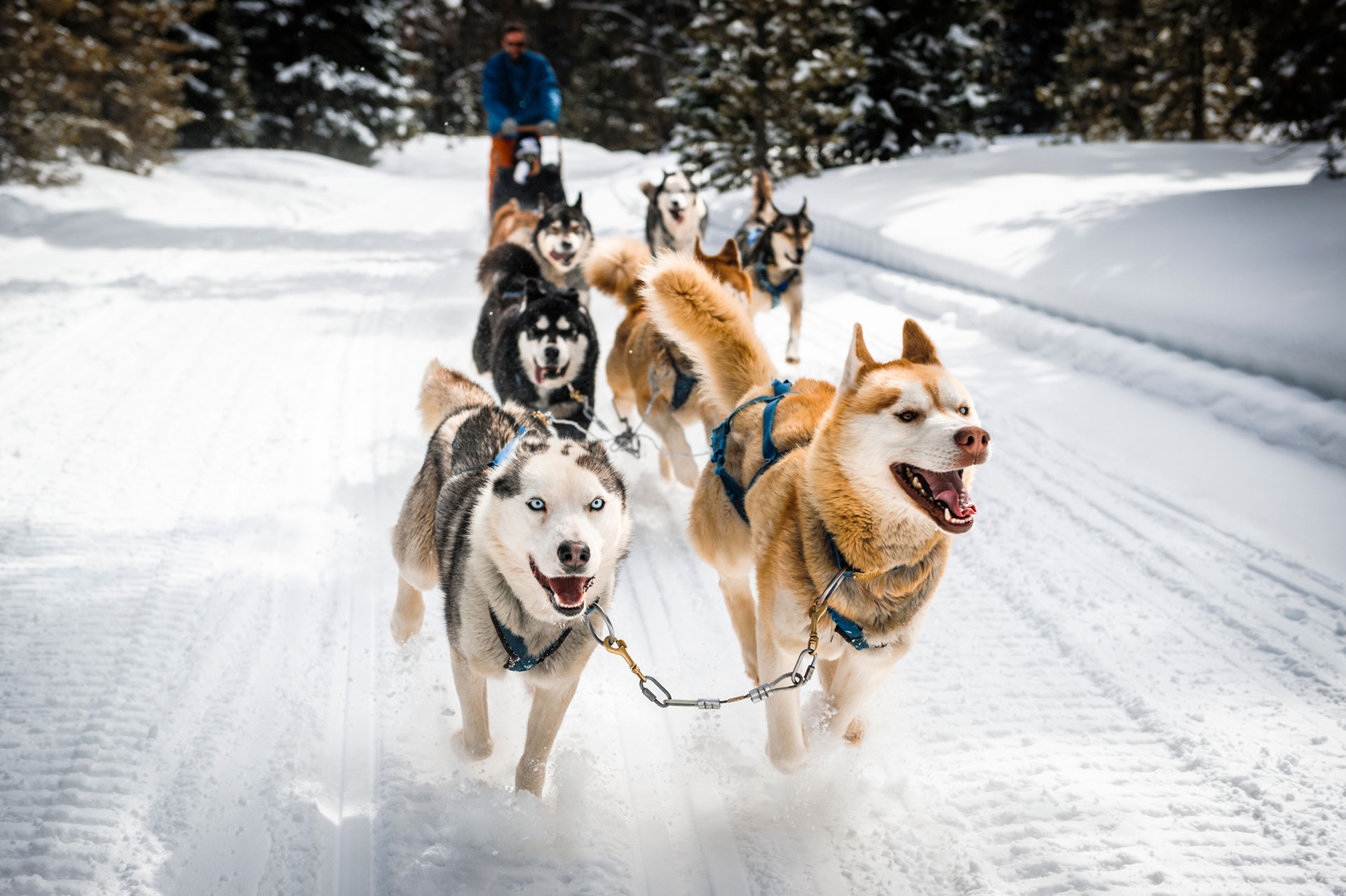 sled dogs running through snow in pagosa springs